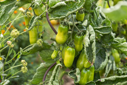 Canvas Print Unripe green elongated San Marzano plum tomatoes hanging on vine in organic vege