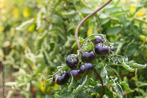 Dark blue indigo black tomatoes growing on spiral support wire in organic garden outdoors agriculture concept close up