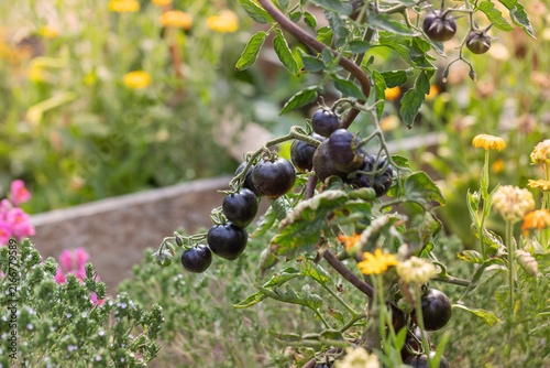 Dark blue indigo black cherry tomatoes growing in vibrant permaculture garden with flowers outdoors organic farming agriculture copy space