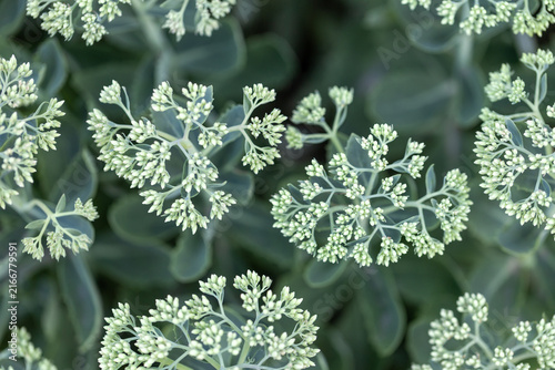 Unopened pale green flower buds of Sedum spectabile or stonecrop plant top view close up pattern concept in botany