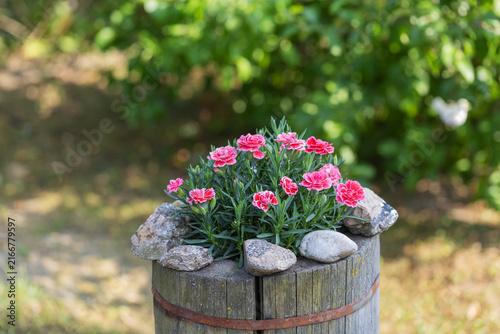 Pink Dianthus carnation flowers blooming in rustic wooden barrel planter with decorative stones in sunny garden landscape decoration concept
