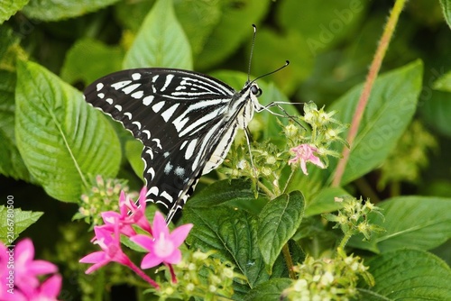 Side view of a delicate yellow swallowtail feeding.