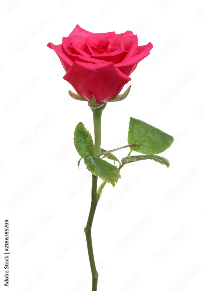 Obraz premium One beautiful pink rose isolated on white