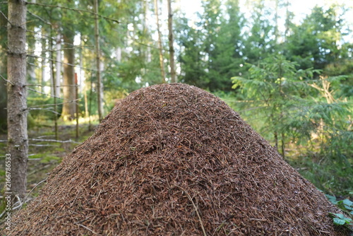 Large Ant Nest Mound on Forest Floor in Woodland