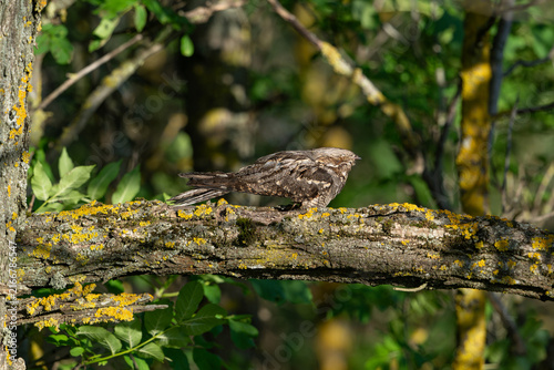 Bild auf Leinwand European Nightjar Camouflaged on Tree Branch in Wild Nature