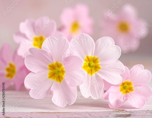 pink primula flowers on a pink background