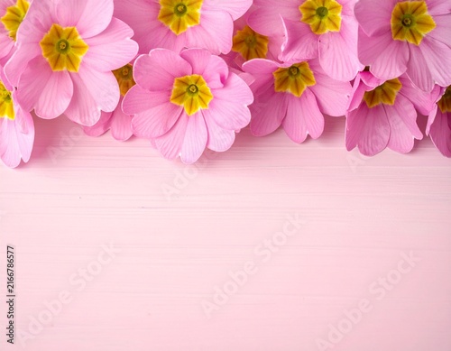 pink primula flowers on a pink background