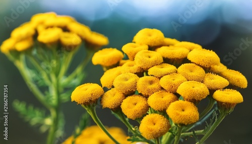 Tanacetum Vulgare Yellow Flowers Tansy Closeup