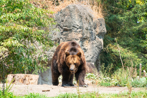 Very large brown bear in the mountains of Washington with large claws