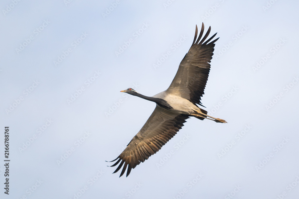 Obraz premium Demoiselle Crane Flying in the Sky in Wild Nature
