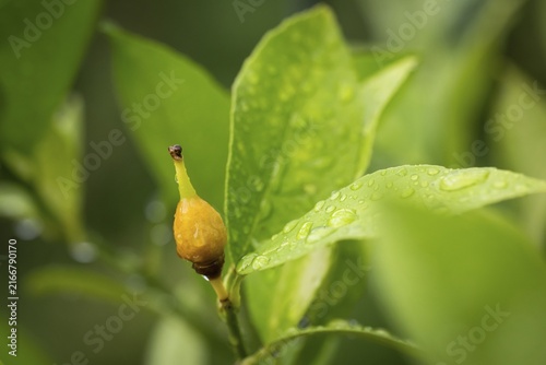 Fruit nodule of a lemon plant, initial stage of a ripening lemon, Stuttgart, Baden-Württemberg, Germany