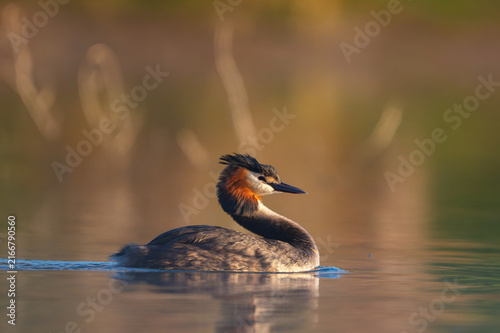 Great Crested Grebe Swimming on Calm Lake in Wild Nature