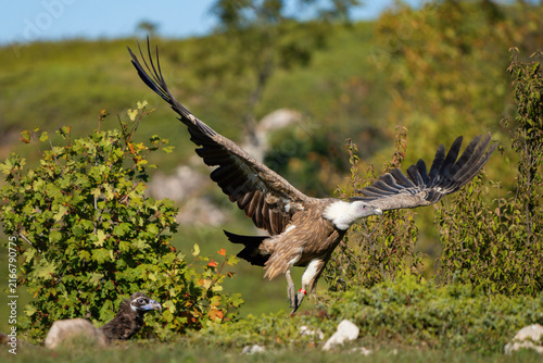 Griffon Vulture Flying in Wild Nature