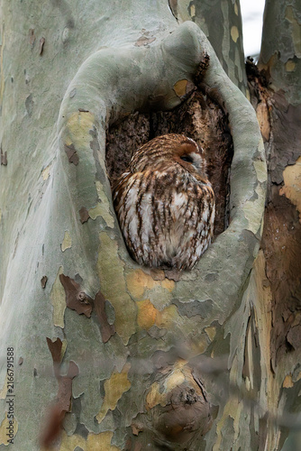 Foto Tawny owl (Strix aluco) sitting on the edge of its nest