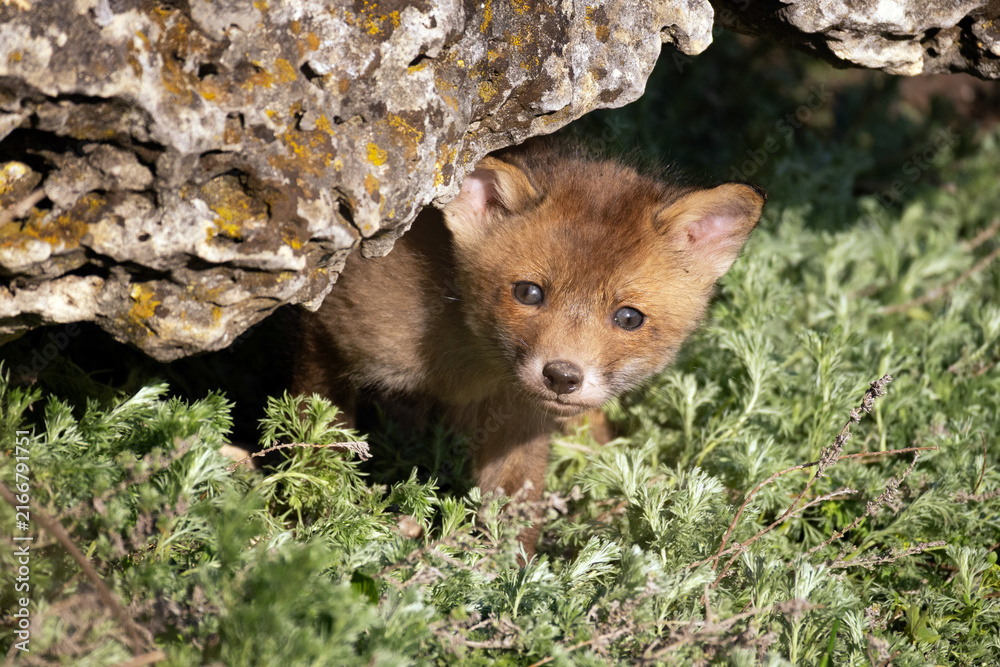 Naklejka premium Red Fox Cub Peeking Out from Den Under Rock in Wild Nature