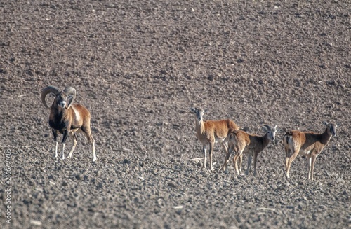 Artiodactyla, even-toed ungulate, mouflon, mouflon, mouflon, ovis gmelini musimon, cloven-hoofed, female, male, mammals, sheep, mammals, female, wild