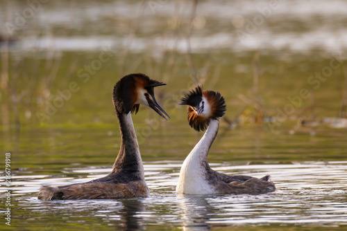Great crested grebe pair (Podiceps cristatus) on a calm lake