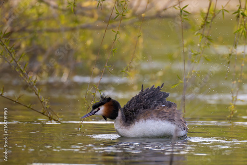 Great Crested Grebe Shaking Water from Feathers on Lake in Wild Nature