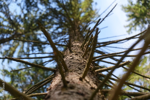 Tree Trunk Viewed Upward Through Branches in Forest