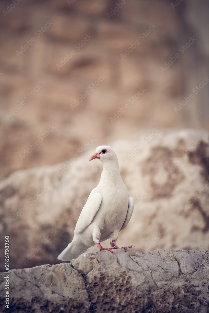 Fototapeta premium White dove standing on a weathered stone ledge