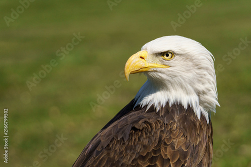 A horizontal close up portrait of an adult Bald Eagle (Haliaeetus leucocephalus) with its iconic white head and yellow beak looking over its shoulder against a blurred green background.⁠