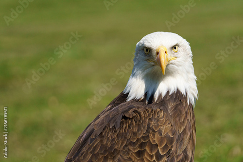 A horizontal close up portrait of an adult Bald Eagle (Haliaeetus leucocephalus) with its iconic white head and yellow beak looking directly into the camera against a blurred green background.⁠