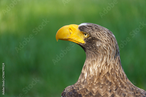 A close up portrait of an adult Steller's sea eagle (Haliaeetus pelagicus) showing its massive yellow beak and dark plumage with white shoulder patches looking to the side against a blurred green back