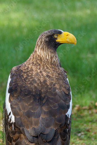A close up portrait of an adult Steller's sea eagle (Haliaeetus pelagicus) showing its massive yellow beak and dark plumage with white shoulder patches looking to the side against a blurred green back