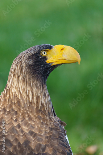 A close up portrait of an adult Steller's sea eagle (Haliaeetus pelagicus) showing its massive yellow beak and dark plumage with white shoulder patches looking to the side against a blurred green back