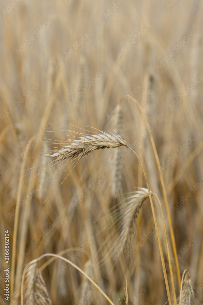 Obraz premium Close Up of Ripe Grain Ear in Golden Field