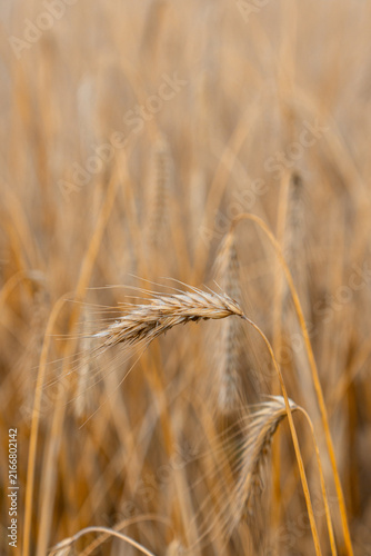 Photography Close Up of Ripe Grain Ear in Golden Field