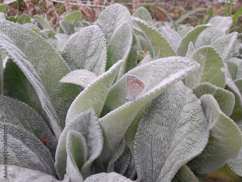 Stachys byzantina leaves in park garden. Lamb's ear plant known as woolly botany.