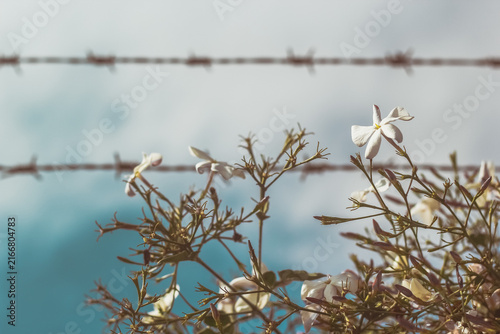 White jasmine flowers beside barbed wire