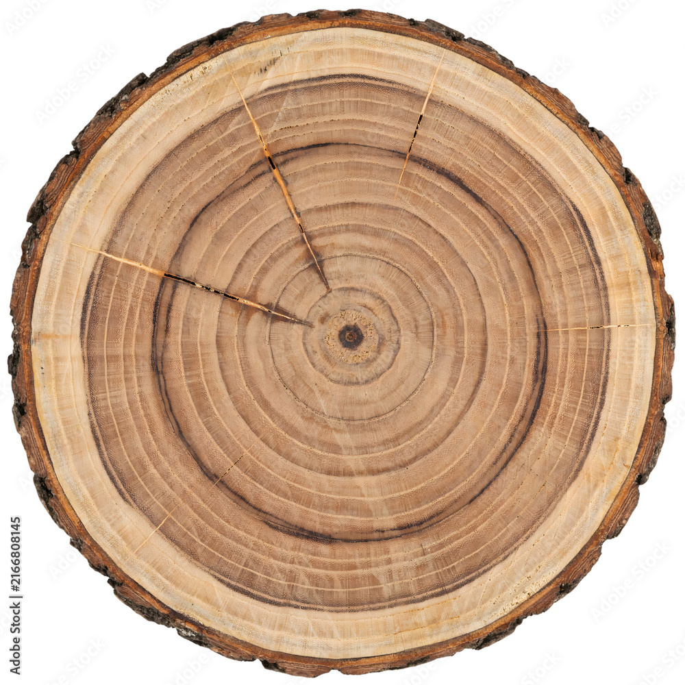 Obraz premium Close up of a circular tree trunk cross section showing annual growth rings and natural wood grain texture isolated on white background