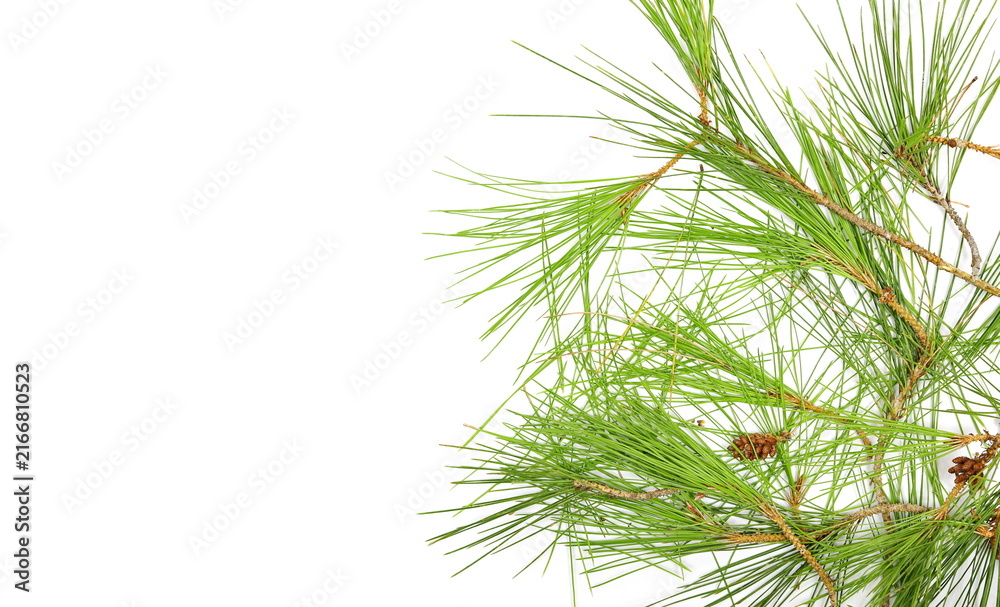 Fototapeta premium Conifer twig with green leaves isolated on white background, top view