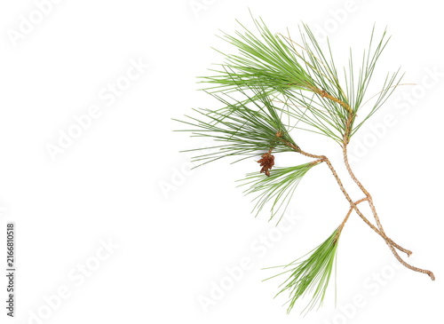 Fotografie Conifer twig with green leaves isolated on white background, top view