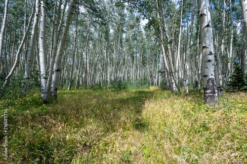 Path through Aspen Trees in Flat Tops Wilderness, Colorado on sunny summer afternoon.