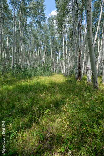 Path through Aspen Trees in Flat Tops Wilderness, Colorado on sunny summer afternoon.