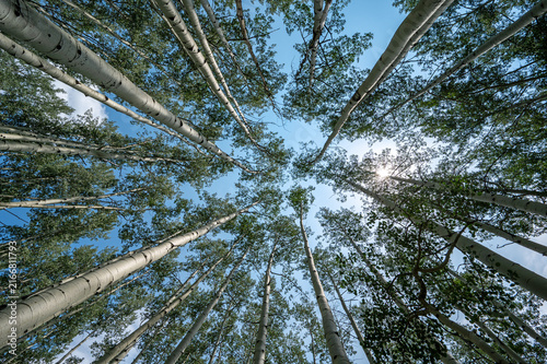 Upward view of Aspen Tree canopy in Flat Tops Wilderness, Colorado on sunny summer afternoon