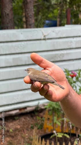 Obraz na plátne Close-up portrait of a small wild fledgling resting safely in a human hand in a garden