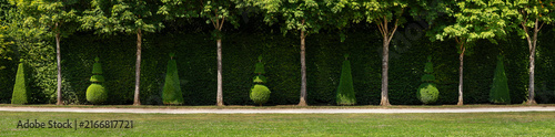 Shaped topiary trees line a sun-drenched garden path in the park of the Palace of Versailles.