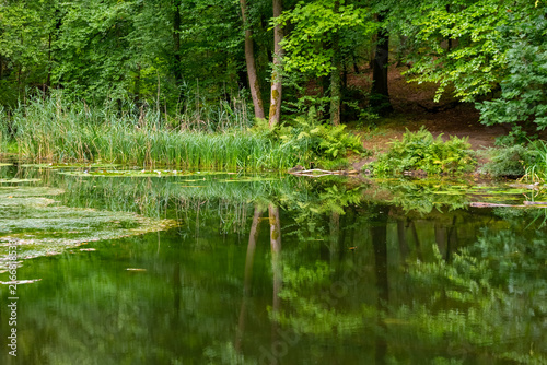 Clear water reflects green trees in a forested area near a small pond on a sunny day