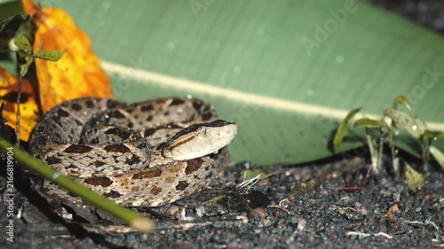 Venomous fer-de-lance pit viper snake hunting at night