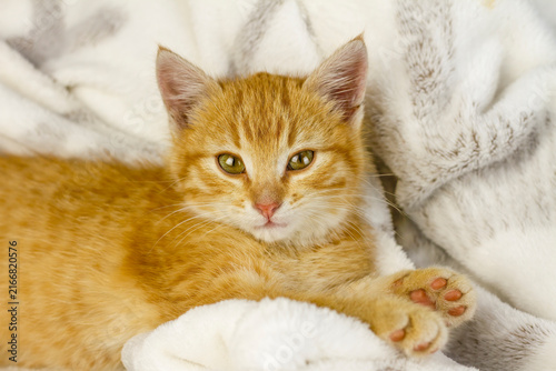 cute feline on cozy blanket, adorable young cat sprawled comfortably on plush bedding scene, charming ginger kitten lying lazily with extended paw and sleepy gaze in warm environment