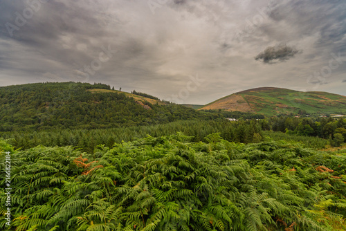 Принти на полотні Lush green ferns dominate the foreground