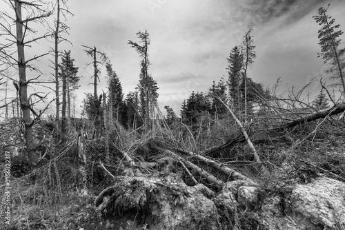 Monochrome forest scene with fallen trees and sparse pines