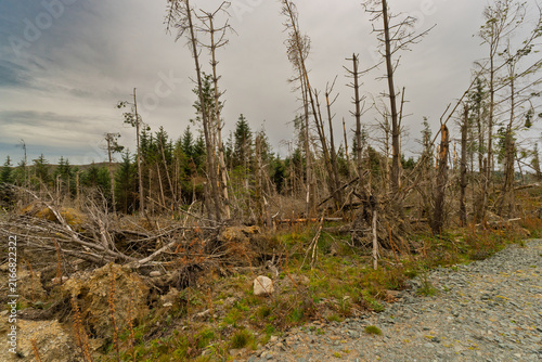 Gray sky looms over a desolate forest