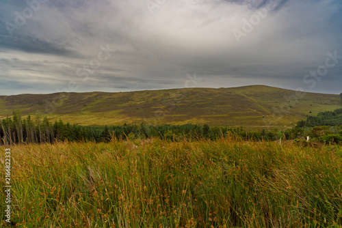 Golden grass sways under a cloudy sky