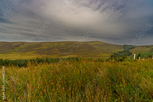 Golden grasses sway under a brooding sky