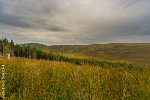 Vast fields sway under overcast skies